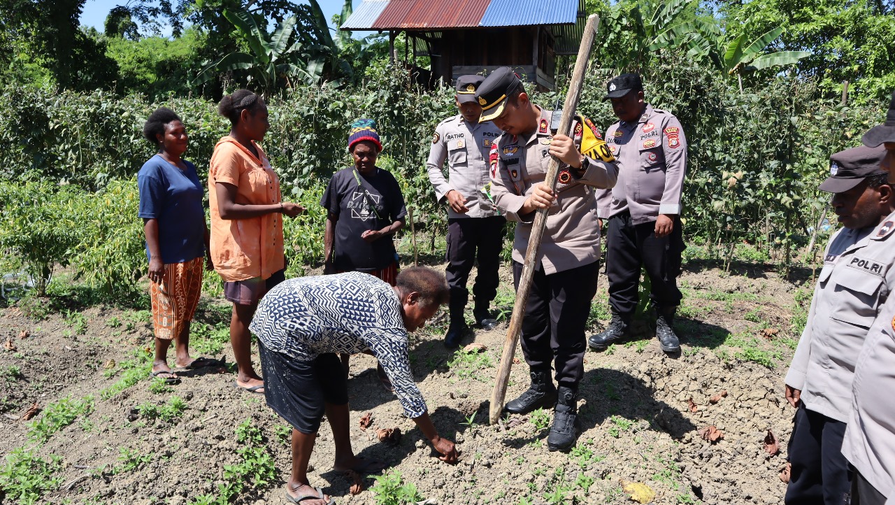 Kapolres Sarmi Beserta PJU Dan Perwakilan Kelompok Tani Melakukan Penanaman Bibit Jagung